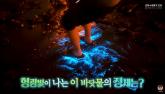 '밤바다 보러 서해 놀러 갔더니 푸른빛으로 반짝거리고 있었어요' (영상)