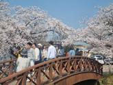 최악 '괴물 산불'에 뺏긴 봄꽃축제... 줄줄이 연기·취소