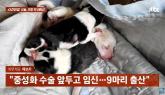 '원하지 않던 반려견 임신'... 9마리 새끼에 견주가 멘붕 온 이유