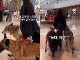 '맹견 아니라 '입마개' 안 해도 돼'... 울프독 세 마리와 쇼핑몰 활보한 여성 논란