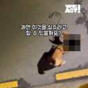 밤에 산책나와 길고양이 '사냥'하는 반려견... '주인은 그냥 지켜만 봤다'