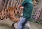 '태어날 때부터 훈련받았다더니'... '호랑이' 옆에 딱 붙어 인증샷 찍으려던 남성의 최후 (영상)