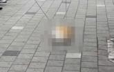 오피스텔 12층서 '추락사'한 웰시코기... 경찰 '학대 흔적 없어'