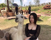 미녀에 반한 양들